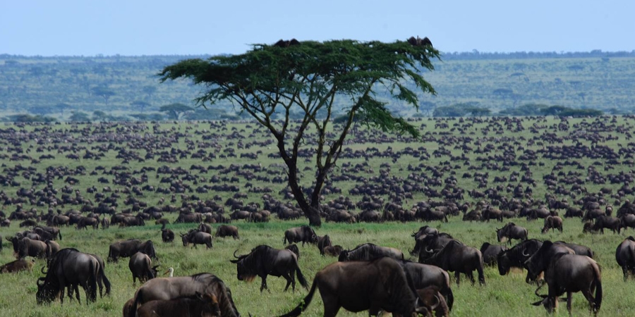A herd of wildebeest crossing the Mara River in Tanzania, a key experience for an African travel guide.