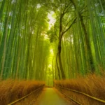 A serene view of the Arashiyama Bamboo Grove in Kyoto, one of the best places to visit in Japan, with sunlight filtering through the tall green stalks(Travel Destinations)