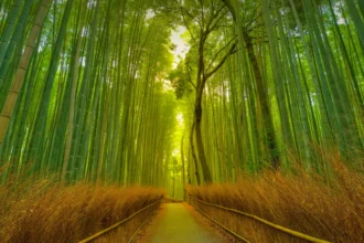 A serene view of the Arashiyama Bamboo Grove in Kyoto, one of the best places to visit in Japan, with sunlight filtering through the tall green stalks(Travel Destinations)