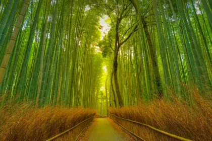 A serene view of the Arashiyama Bamboo Grove in Kyoto, one of the best places to visit in Japan, with sunlight filtering through the tall green stalks(Travel Destinations)