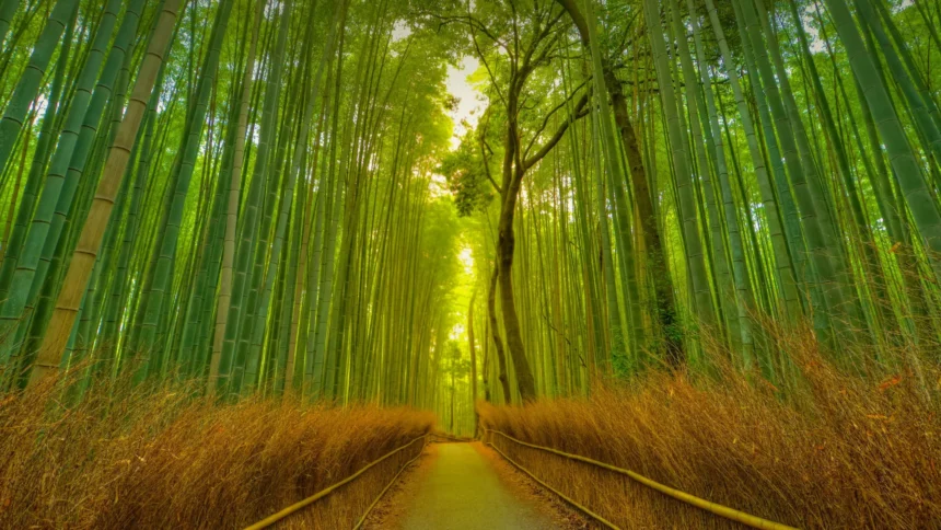 A serene view of the Arashiyama Bamboo Grove in Kyoto, one of the best places to visit in Japan, with sunlight filtering through the tall green stalks(Travel Destinations)