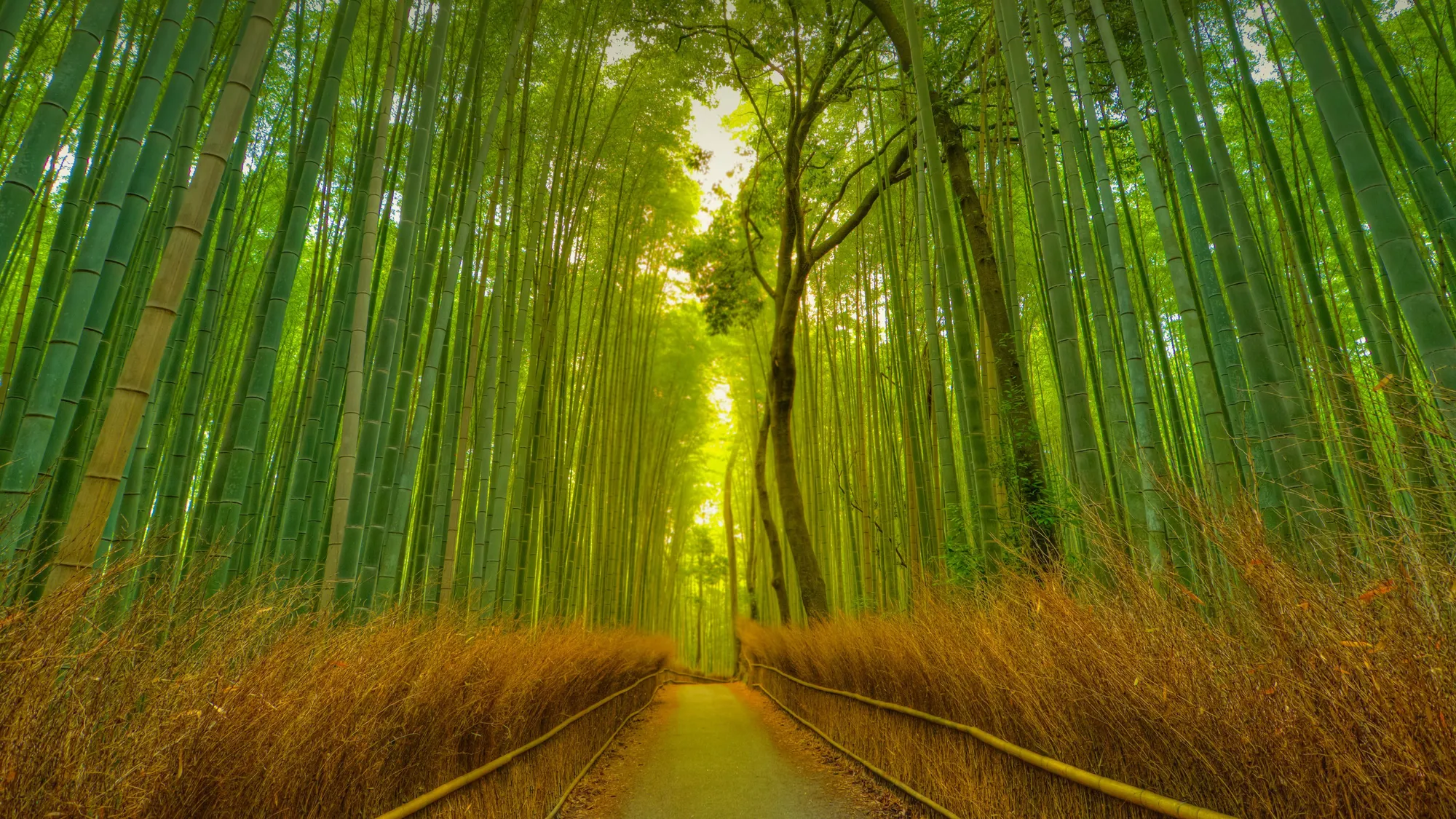 A serene view of the Arashiyama Bamboo Grove in Kyoto, one of the best places to visit in Japan, with sunlight filtering through the tall green stalks(Travel Destinations)